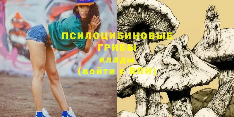 Галлюциногенные грибы Psilocybe  Оленегорск 